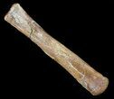 Hadrosaur (Duck-Billed Dinosaur) Metacarpal #50924-1